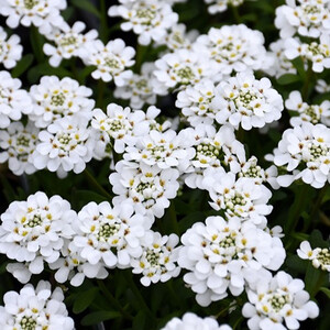 CANDYTUFT PURITY 3IN
