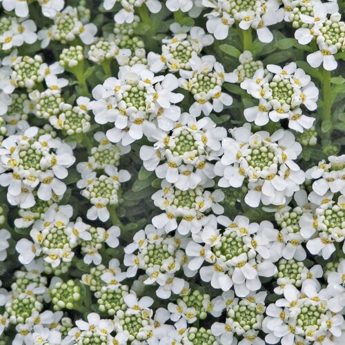 CANDYTUFT SNOWFLAKE 1G