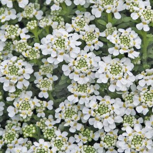 CANDYTUFT SNOWFLAKE 1G
