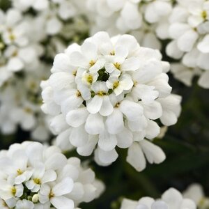 CANDYTUFT SNOWSATION (IBERIS) 4INCH