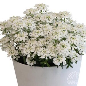 CANDYTUFT TUFF CANDY 4IN