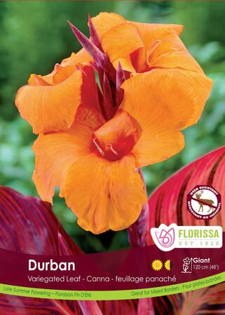 CANNA VARIEGATED LEAF DURBAN PKG/1