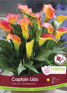 CAPTAIN LIDO CALLA LILLY 1/PKG