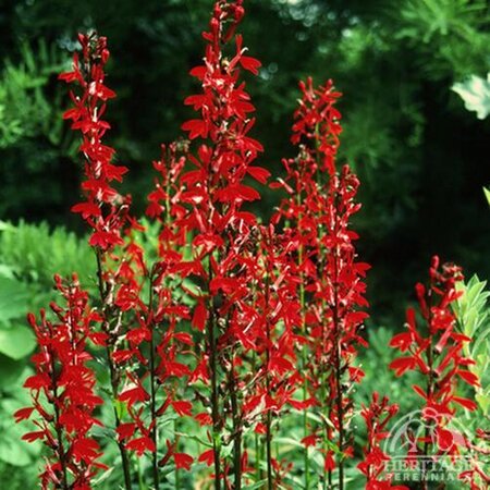 CARDINAL FLOWER (NATIVE) 1G