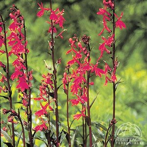 CARDINAL FLOWER QUEEN VICTORIA 1G