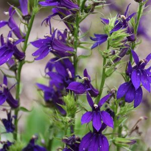 CARDINAL FLOWER STARSHIP BLUE 1G