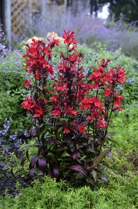 CARDINAL FLOWER VULCAN RED 1G