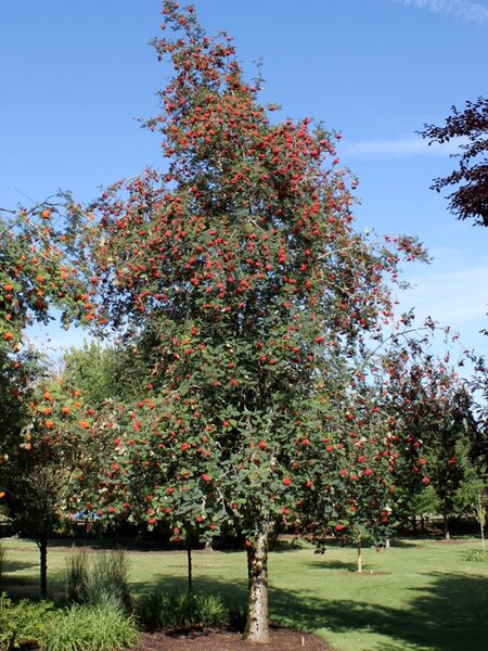 CARDINAL ROYAL MOUNTAIN ASH 35MM