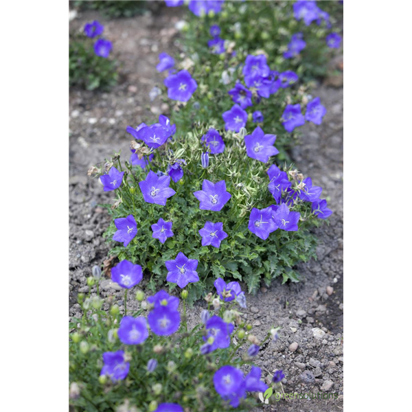 CARPATHIAN BELLFLOWER CLOCKWISE DEEP BLUE 4IN