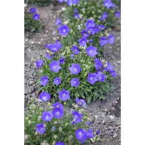 CARPATHIAN BELLFLOWER CLOCKWISE DEEP BLUE 4IN