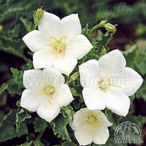 CARPATHIAN BELLFLOWER PEARL WHITE 1G