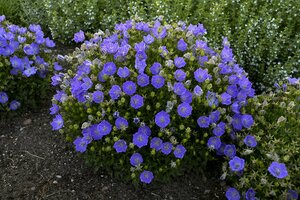 CARPATHIAN BELLFLOWER RAPIDO BLUE 1G