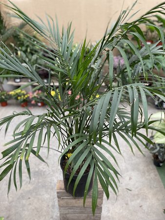 Cat Palm 10"