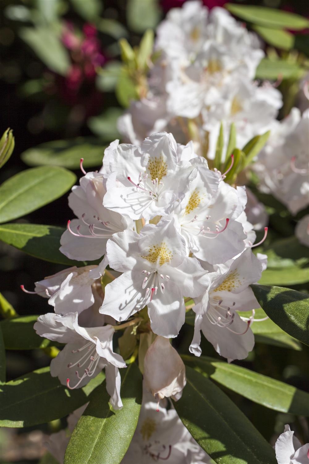 CATAWBIENSE ALBUM RHODODENDRON 40CM - Oxford Insta-Shade