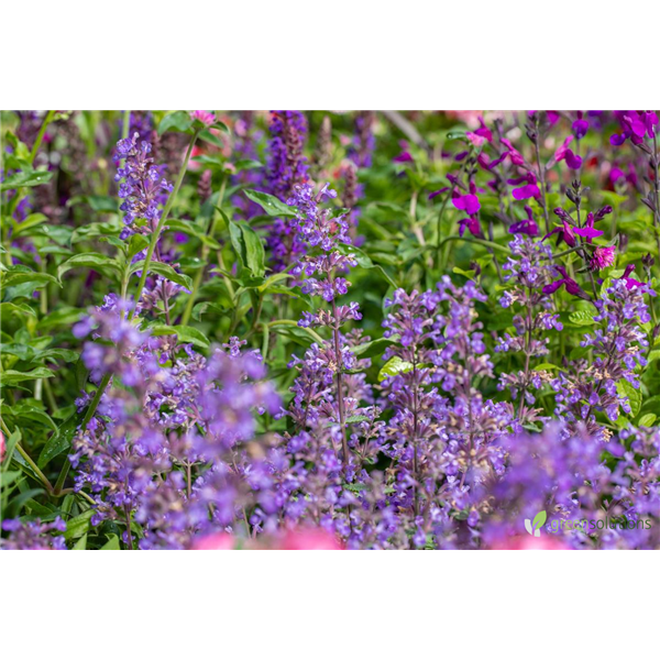 CATMINT CATS MEOW PW 1G