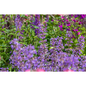 CATMINT CATS MEOW PW 1G
