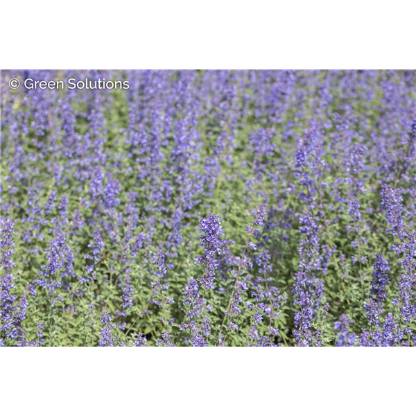 CATMINT NOVA BLUE 1G