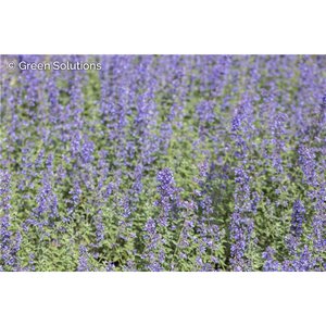 CATMINT NOVA BLUE 1G