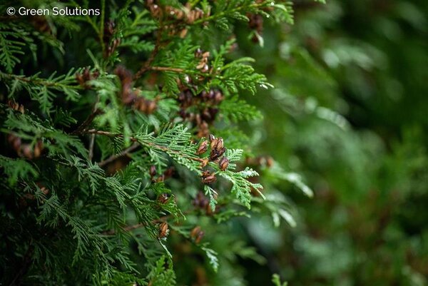 CEDAR WINTERGREEN 60CM