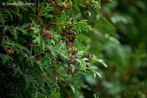 CEDAR WINTERGREEN 60CM