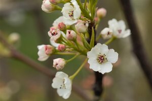 CHANTICLEER PEAR 225CM  - image 1