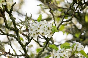 CHANTICLEER PEAR 225CM  - image 2