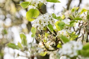 CHANTICLEER PEAR 225CM  - image 3