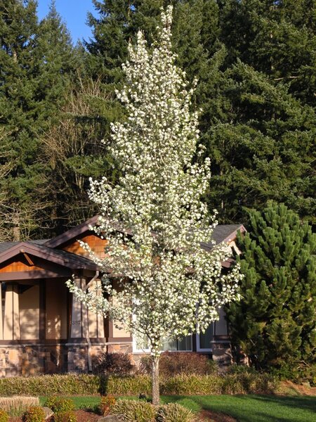CHANTICLEER PEAR 250 CM