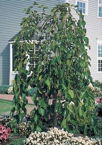 CHAPARRAL WEEPING MULBERRY 150CM