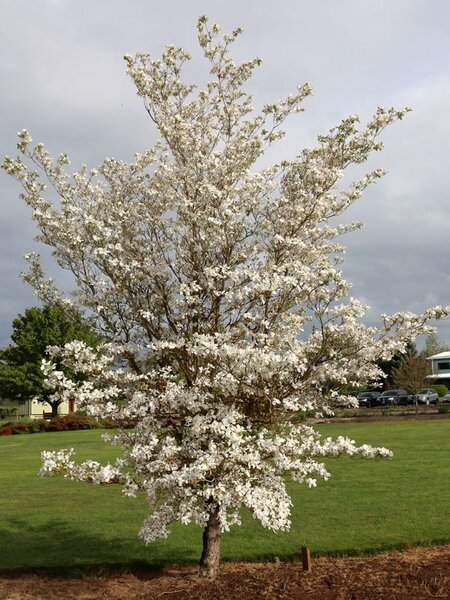 CHEROKEE PRINCESS DOGWOOD FLORIDA 125CM  (White Flower) Zone 6 (3 Mth Warranty)