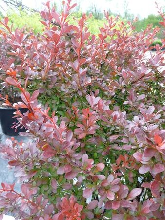 CHERRY BOMB BARBERRY 30 CM