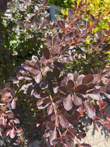 CHERRY BOMB BARBERRY 30 CM