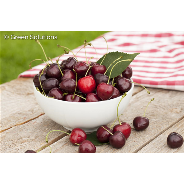 CHERRY JULIET DWARF 1G