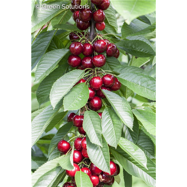 CHERRY ROMEO DWARF 1G