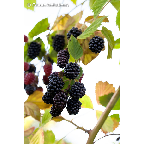 CHESTER RASPBERRY 2G