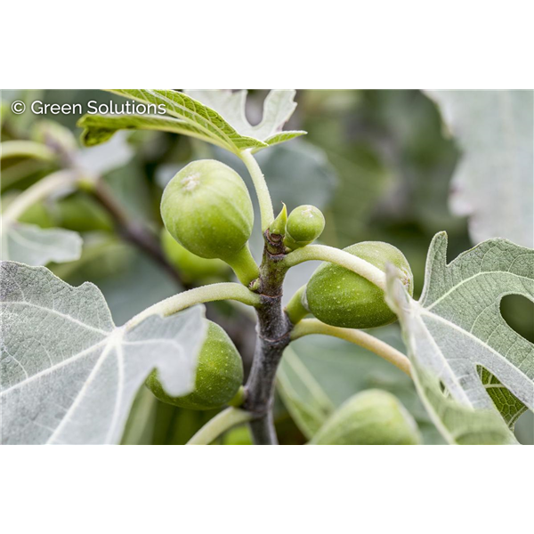 CHICAGO HARDY FIG 2G