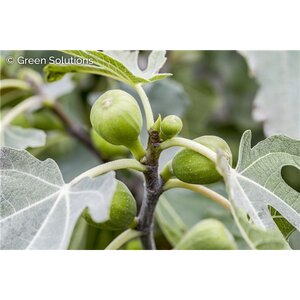 CHICAGO HARDY FIG 2G