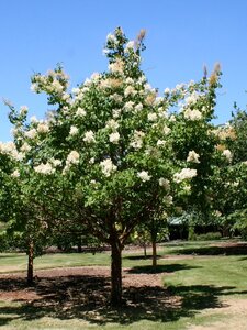 CHINA SNOW PEKIN LILAC 225CM
