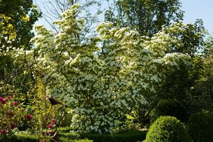 CHINESE DOGWOOD 275CM - image 3