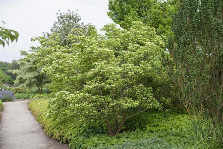 CHINESE DOGWOOD 50CM  - image 5