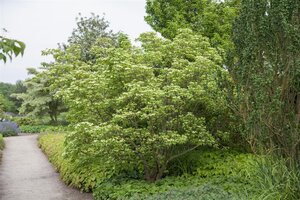 CHINESE DOGWOOD 50CM  - image 5