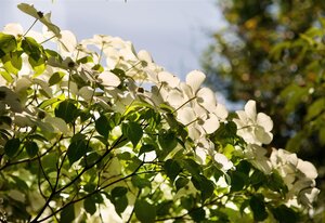 CHINESE DOGWOOD 50CM  - image 2