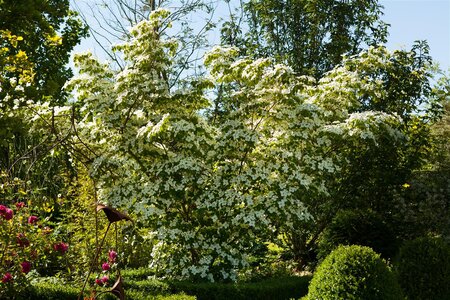 CHINESE FLOWERING DOGWOOD 200CM  - image 3