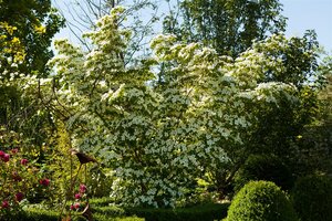 CHINESE FLOWERING DOGWOOD 200CM  - image 3