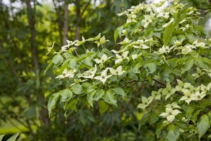 CHINESE FLOWERING DOGWOOD 200CM  - image 4