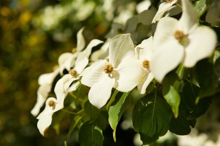 CHINESE FLOWERING DOGWOOD 200CM  - image 1