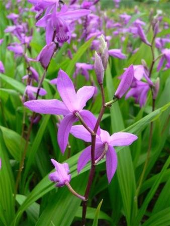 CHINESE GROUND ORCHID 'ALBA' 1G