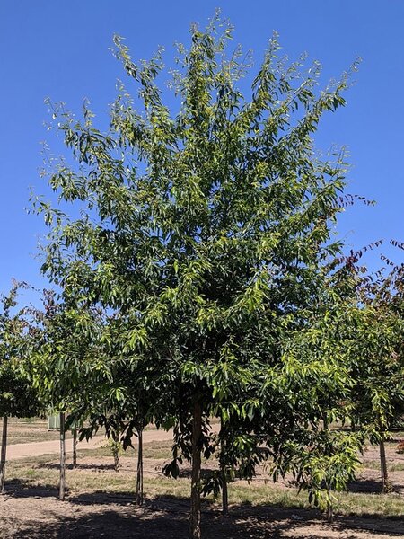 CHINKAPIN OAK 200 CM