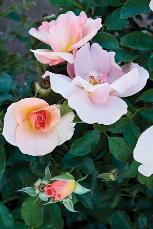 CHINOOK SUNRISE ROSE SHRUB