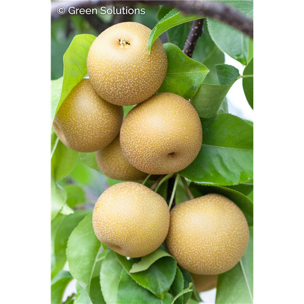 CHOJURO ORIENTAL PEAR SEM-DWARF